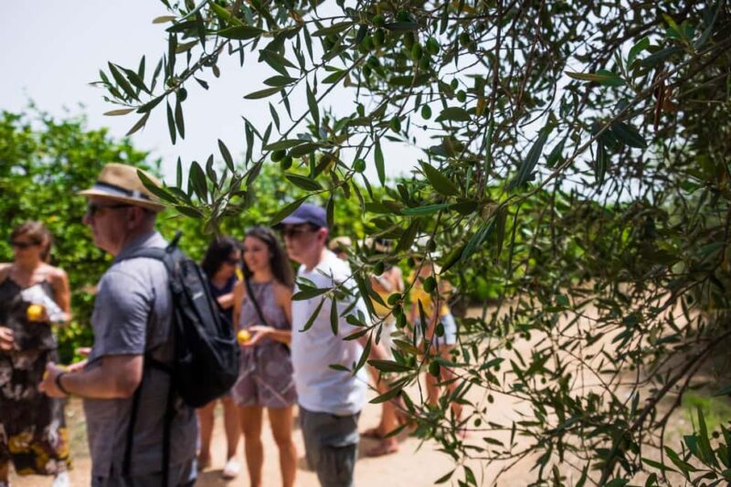 Olive oil tasting in Syracuse, Sicily - Evoo Tour - Tasting Four Local Extra Virgin Olive Oils