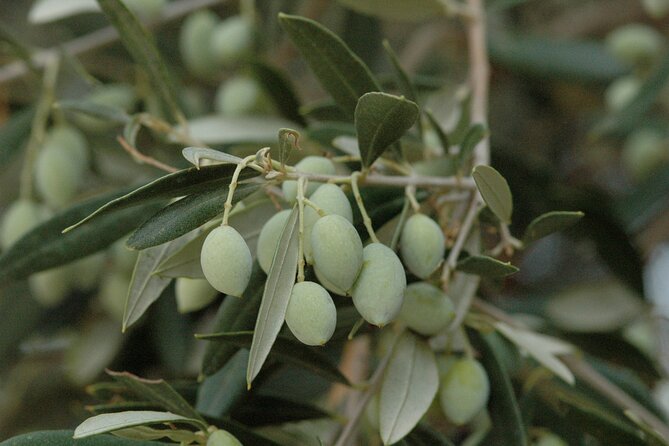 Olive Oil Tasting Tour - A Visit to the Olive Grove