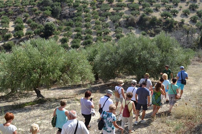 Olive Oil Tasting Tour - Modern and Traditional Production Methods