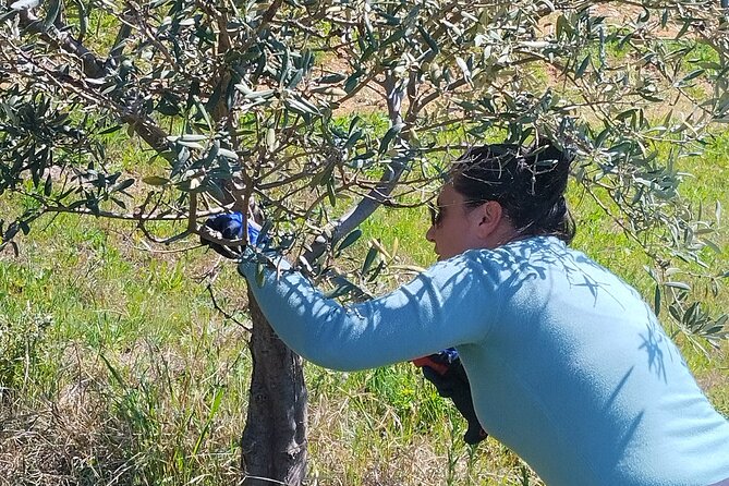 Olive oil tasting with seminar in Metagitsi - Halkidiki - Tasting Local Snacks Alongside High-Quality Olive Oil