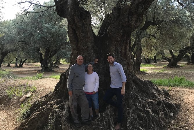 Olive Oil Tour and Visit to Belchite Old Town - Key Points