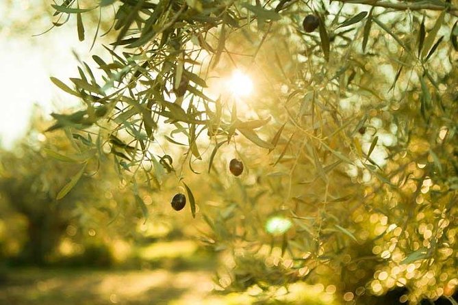 Olive Oil Tour close to Nafplio - A Flavorful Journey into Greek Olive Oil Near Nafplio
