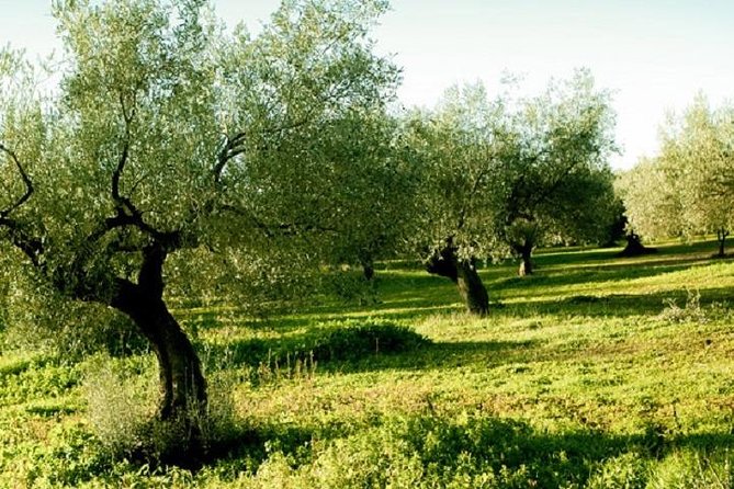 Olive Oil Tour close to Nafplio - Key Points