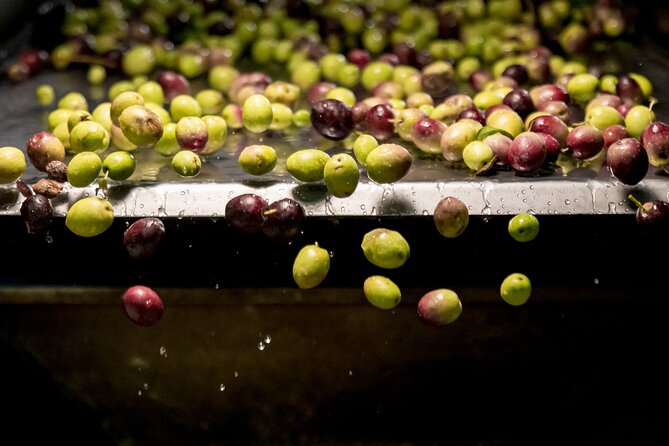 Olive Oil Tour Visit to the oil mill and olive oil tasting - Experience the Art of Olive Oil at Terra Surti in Sicily