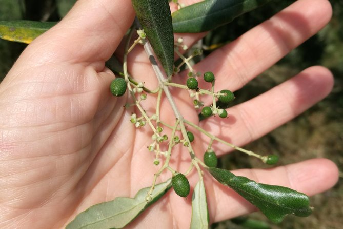 Olive Oil tour with Tuscan dinner - Walking Through the Olive Grove on the Tuscan Hills