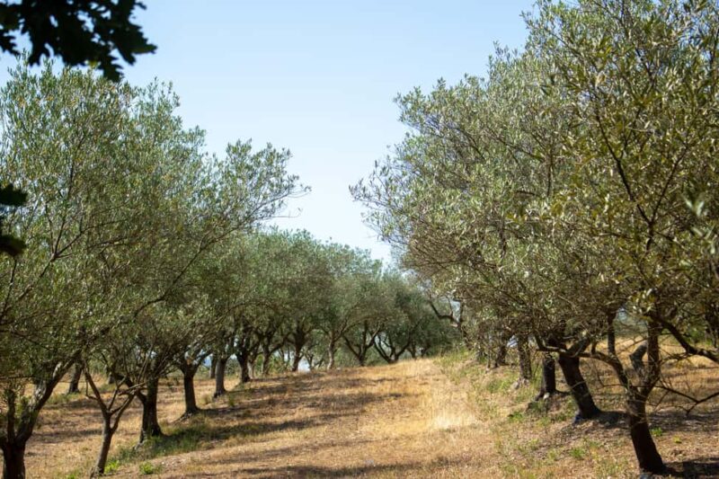 Olive oil: Visit to the olive grove, tasting - Discover the Heart of Ardèche’s Olive-Growing Region