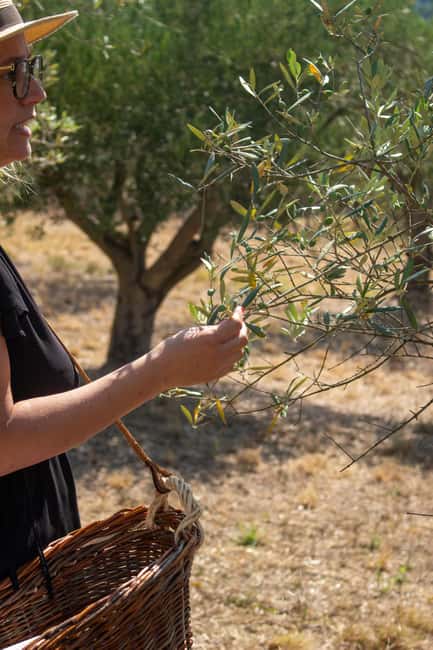 Olive oil: Visit to the olive grove, tasting - Practical Information about the Tour Location and Access