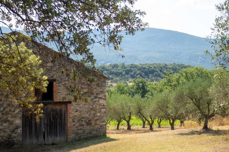 Olive oil: Visit to the olive grove, tasting - Final Thoughts on the Olive Grove Experience in Ardèche