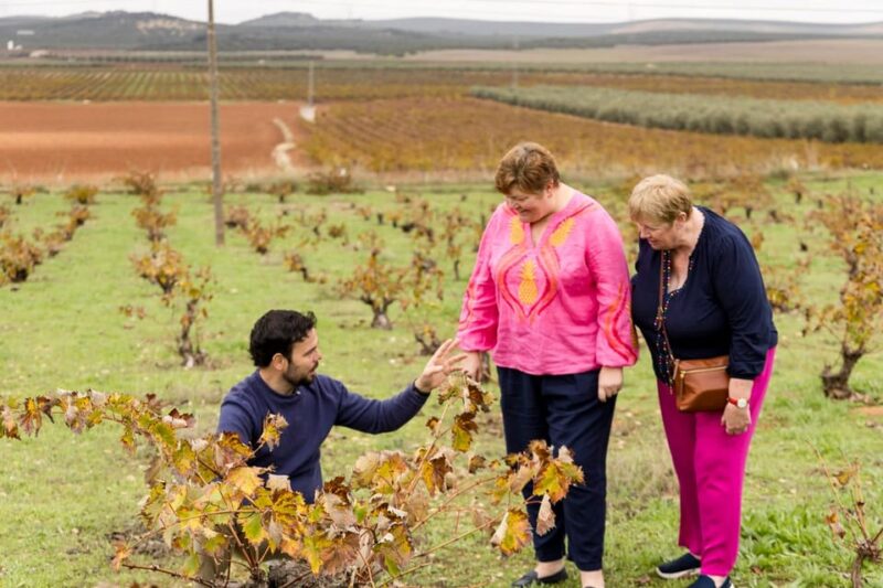 OLIVE OIL & WINE TOUR Organic fields - 5 Wines + 3Olive Oils - Key Points