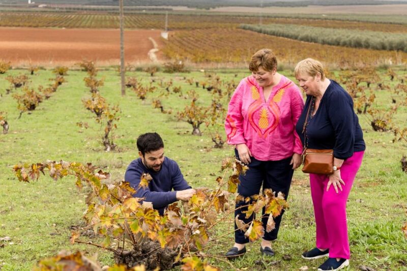 OLIVE OIL & WINE TOUR Organic fields - 5 Wines + 3Olive Oils - Visiting the Organic Cooperative’s Production Facility