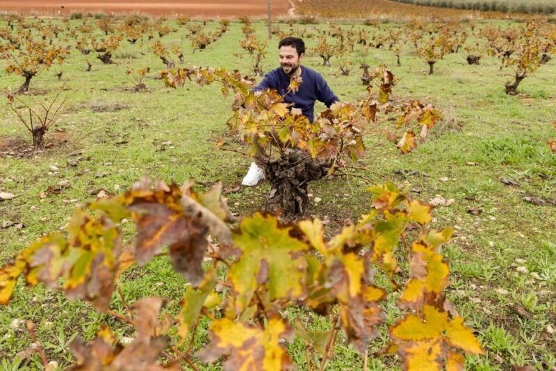 OLIVE OIL & WINE TOUR Organic fields - 5 Wines + 3Olive Oils - Supporting the Olivares Foundation in Málaga