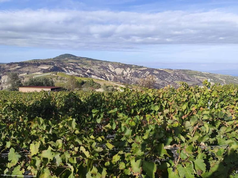 Olive Oil & Wine Trip Tasting With Pickup (7 Hours) - Practical Details: Logistics and Group Size