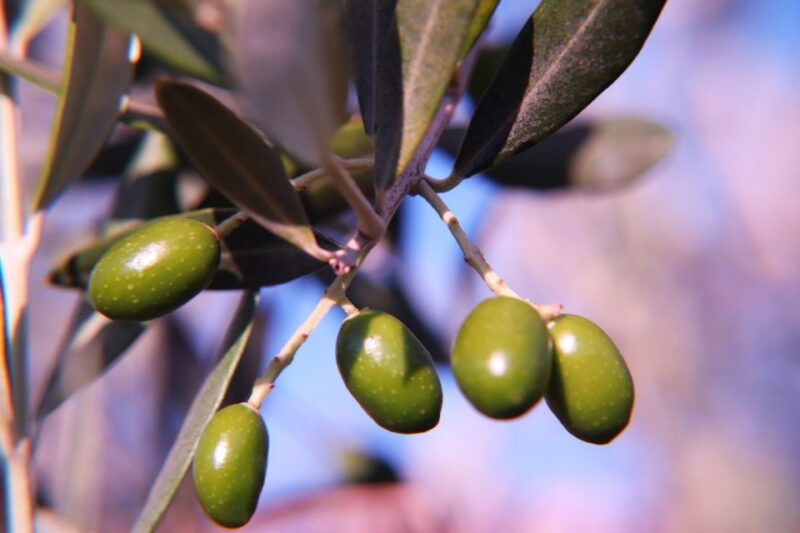 Olive plant and mill visit and tasting - Comparing This Tour to Other Mallorca Food Experiences