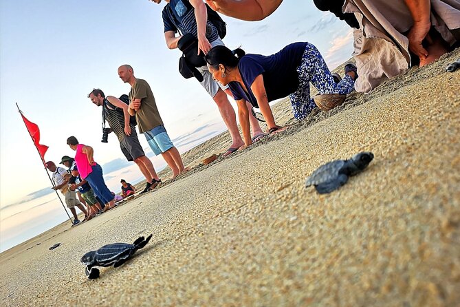 Olive Ridley Turtle Release Experience - Key Points
