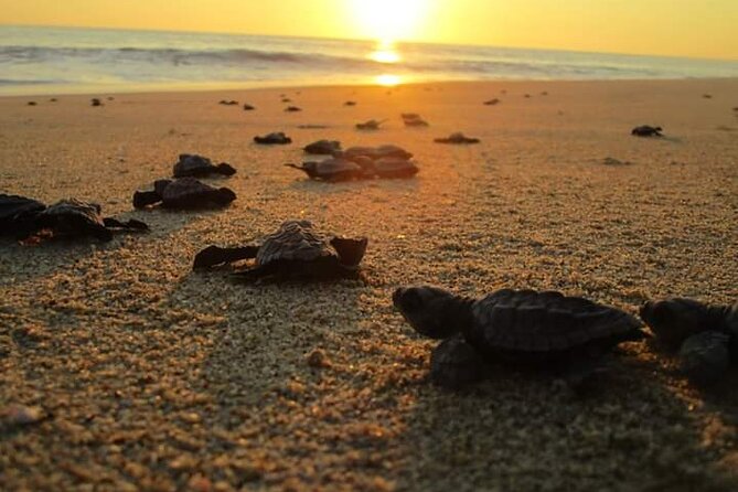 Olive Ridley Turtle Release Experience - What You Will See at the Turtle Release Site