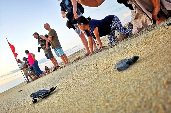 Olive Ridley Turtle Release Experience - The Experience of Releasing Baby Turtles into the Ocean