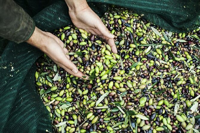 Olive Tour & Tasting - Location and Starting Point at Ben Olive Mill