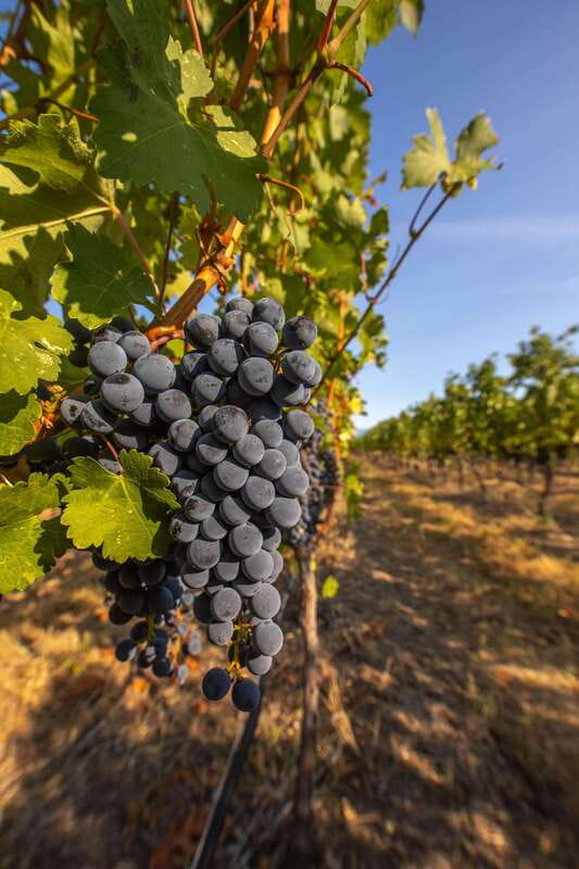 Oliver: Oliver Full Day Guided Wine Tour - From the Desert Landscape to Majestic Mountain Views