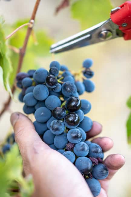 Oltrepò Pavese: a stone's throw from Milan, wine tasting surrounded by nature - Discover Zerbosco Winery and Its Founders