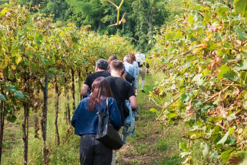 Oltrepò Pavese: walk through the vineyards and wine tasting 1 hour from Milan - Discover Oltrepò Paveses Unique Landscape and Atmosphere