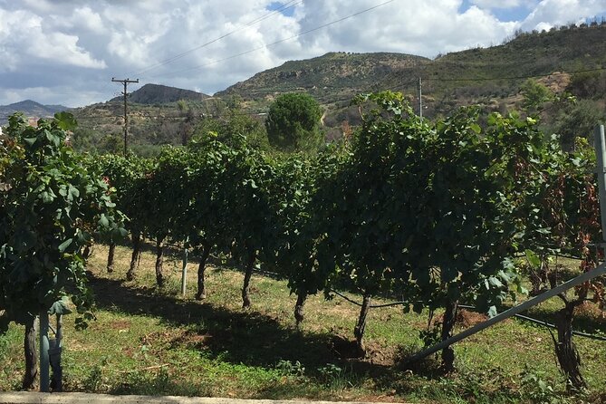 Olympia Highlights & Winery Experience: 4-Hour Tour - Explore the Ancient Roots and Flavors of Olympia in a 4-Hour Tour