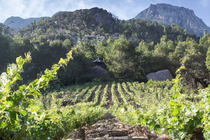 Olympia's Ancient Secrets & Wine Enchantment Tour - All Included - Who Will Appreciate This Tour Most