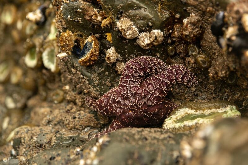 Olympic Full Day Private Tour & Hike - Picnic Lunches and Rest Breaks in Beautiful Settings