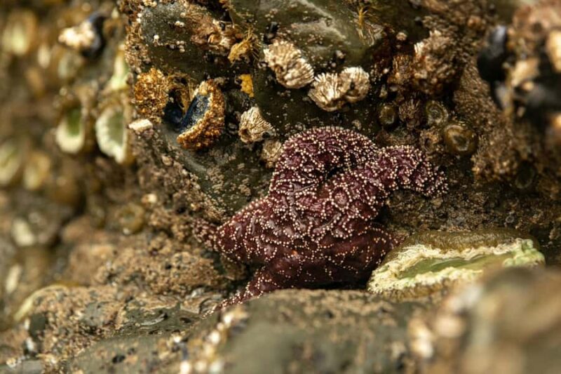 Olympic Full Day Small Group Tour & Hike - Key Points