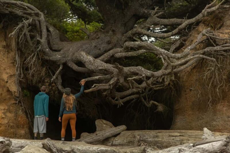 Olympic Full Day Small Group Tour & Hike - Visiting Olympic National Park’s Coastal and Rainforest Highlights