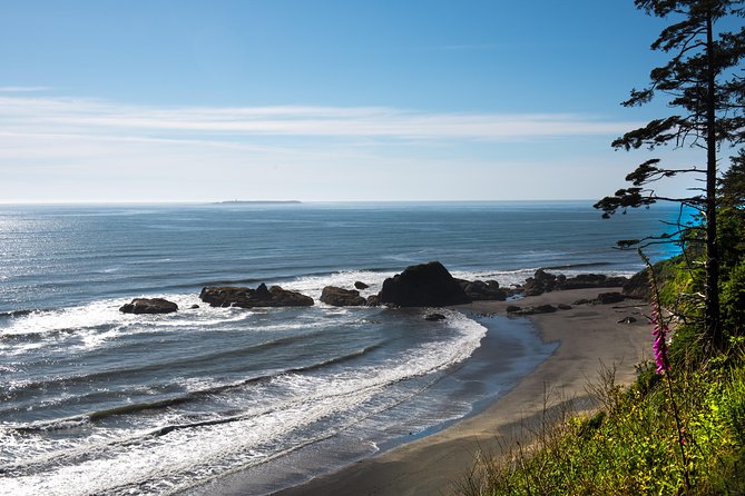 Olympic National Park Day Tour from Seattle - Exploring the Temperate Rainforest and Dungeness Spit or Salt Creek