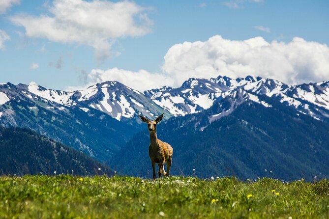 Olympic Two Day Private Tour and Hike - Discovering Lake Crescent’s Forest and Waterfalls