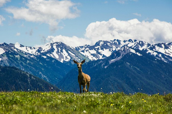 Olympic Two Day Private Tour and Hike - Exploring Sol Duc Falls and Its Ecosystem