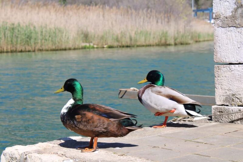 Ombla River Paddleboarding Tour in Dubrovnik with Snacks - Discovering the Historic Ombla Spring and Landmarks