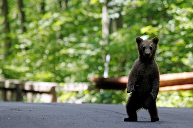 One Day Private Tour to Peles and Dracula Castles & Brasov City - The Guide and Transportation Experience