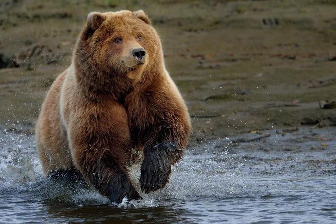 One day trip Bear Sanctuary Dracula Castel and Rasnov Fortress from Brasov - Key Points