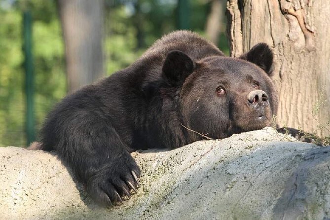 One day trip Bear Sanctuary, Dracula Castle, Rasnov Fortress from Brasov - Seamless Logistics and Personal Comfort