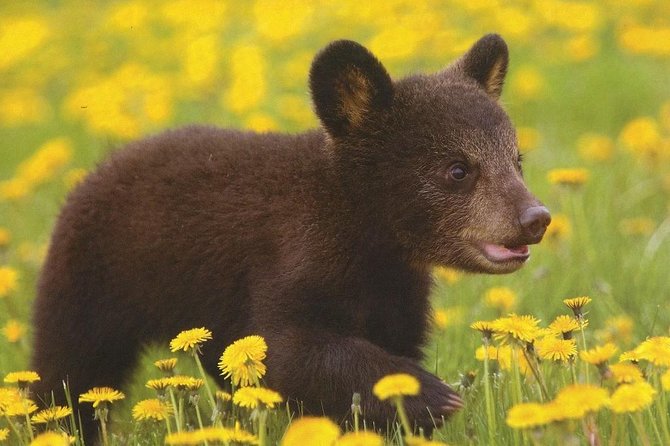 One day trip Bear Sanctuary, Dracula Castle, Rasnov Fortress from Brasov - Physical Requirements and Accessibility Considerations