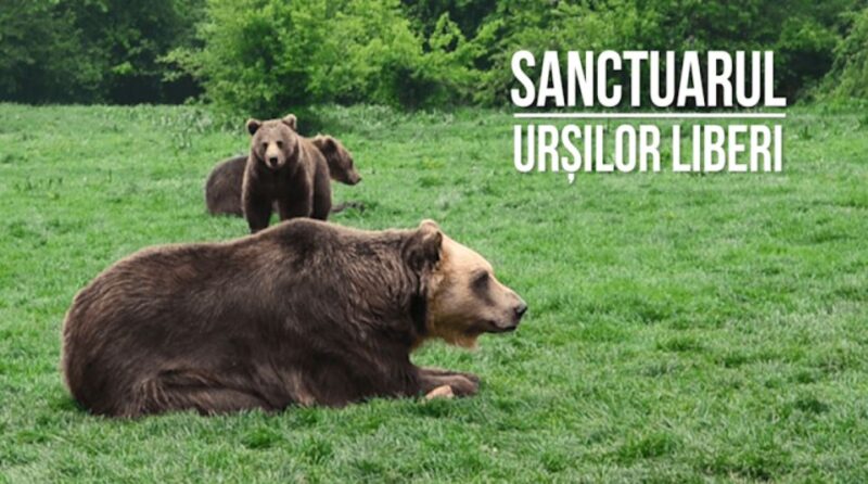 One day trip Bear Sanctuary, Dracula Castle - Frequently Asked Questions