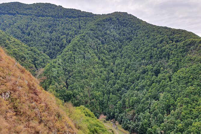 One-Day Vlad the Impaler Royal Court Private Tour from Bucharest - Discovering Curtea de Arges Monastery and Its Historic Roots