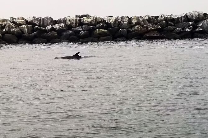 One Hour Cruise Around Marina del Rey - Wildlife and Scenery Highlights