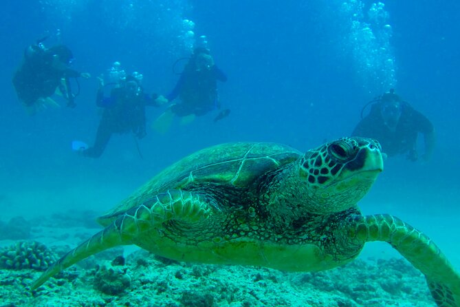One Tank Boat Dive - Sea Turtles & Tropical Reef - Key Points