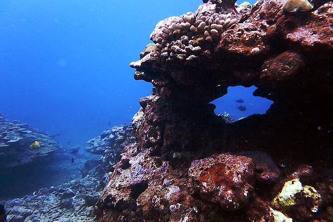 One Tank Boat Dive - Sea Turtles & Tropical Reef - What’s Included in the Cost