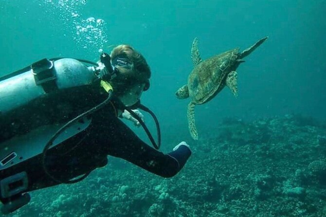 One Tank Boat Dive - Sea Turtles & Tropical Reef - Physical Requirements and Certification Needed