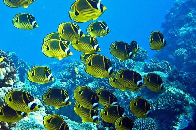 One Tank Boat Dive - Sea Turtles & Tropical Reef - Unique Aspects of This Underwater Experience