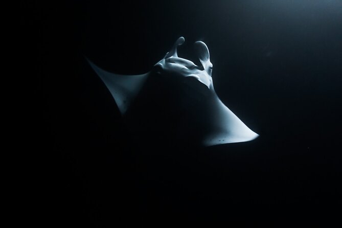 One Tank Manta Night Dive and Snorkel - Key Points