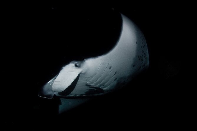 One Tank Manta Night Dive and Snorkel - What Makes the Manta Night Dive and Snorkel Special