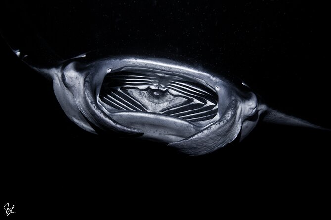 One Tank Manta Night Dive and Snorkel - The Importance of Conservation and Education