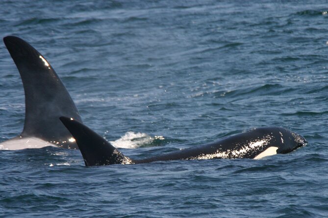 Only Wildlife and Whale Watching Tour Leaving from Seattle - The Experience and Pacing of the Tour