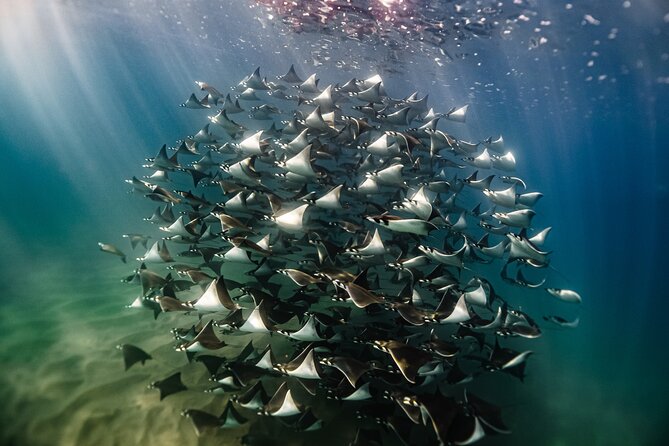 Open Ocean Safari and Whale Watching - Explore the Marine Wonders of Cabo San Lucas with the Open Ocean Safari and Whale Watching