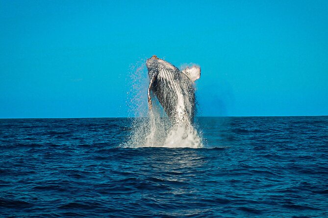 Open Ocean Safari and Whale Watching - What Marine Life Can You Expect to See?